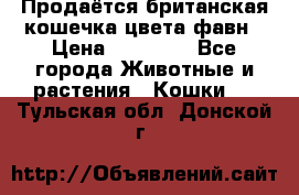 Продаётся британская кошечка цвета фавн › Цена ­ 10 000 - Все города Животные и растения » Кошки   . Тульская обл.,Донской г.